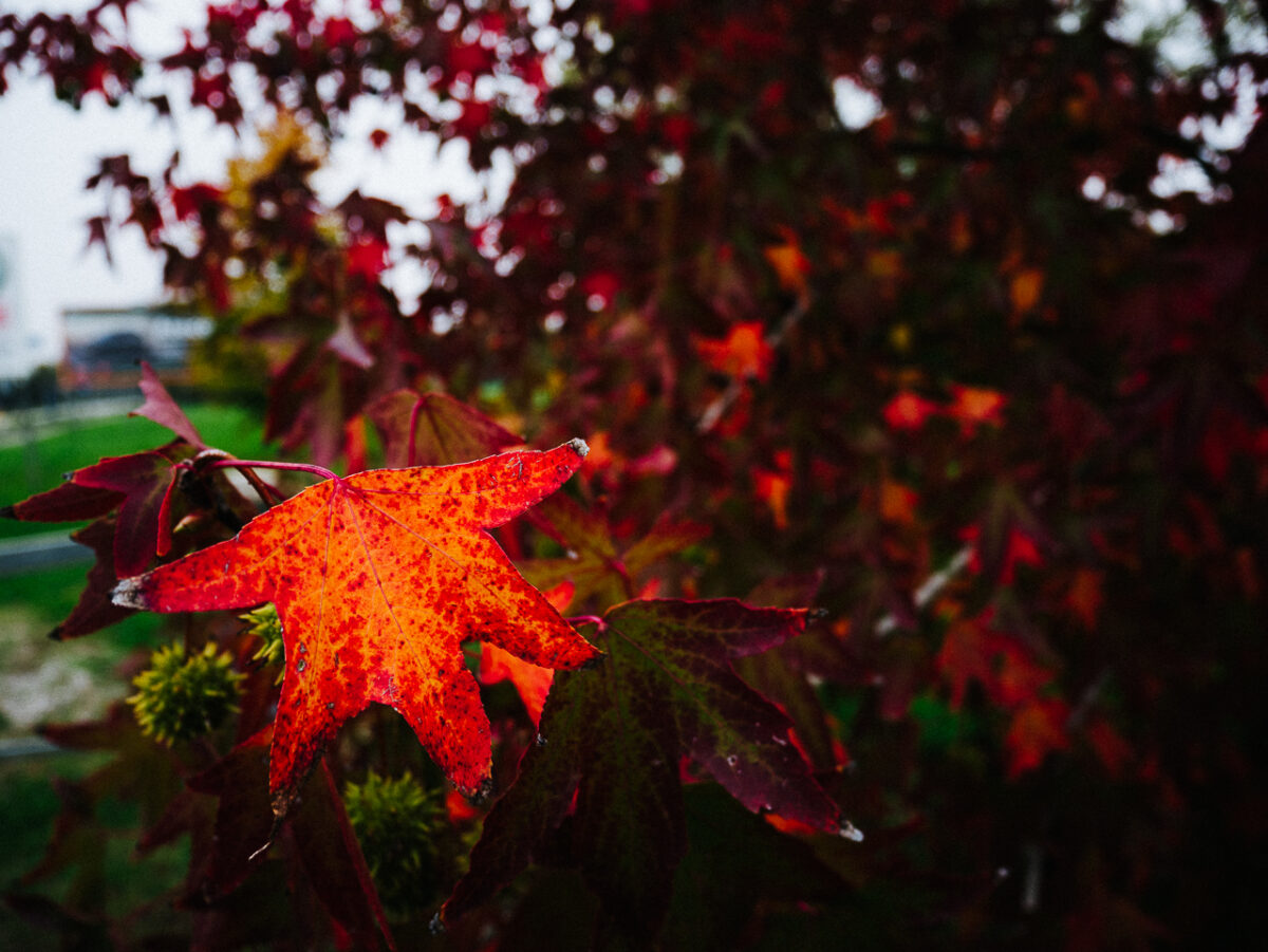 Foto autunno foglie