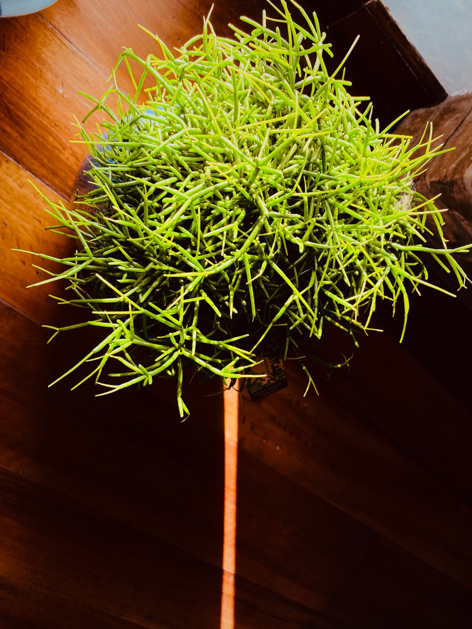 Foto che simula un albero usando una pianta grassa e un raggio di luce