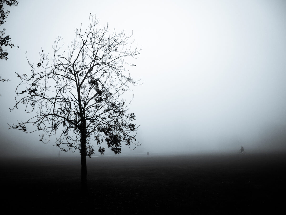 Fotografia di albero nella nebbia a Ferrara